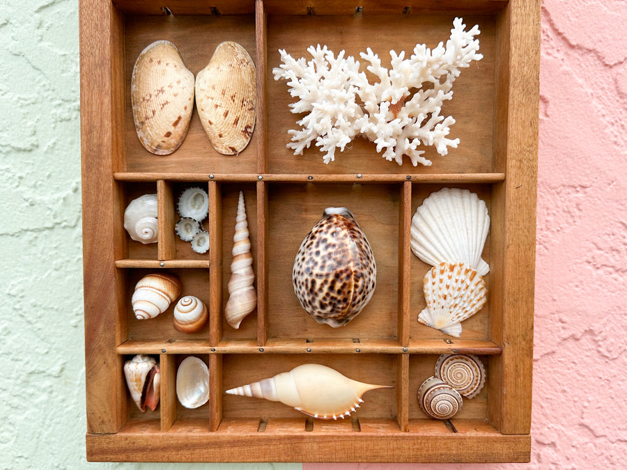 Petite Printers Tray Shell Display