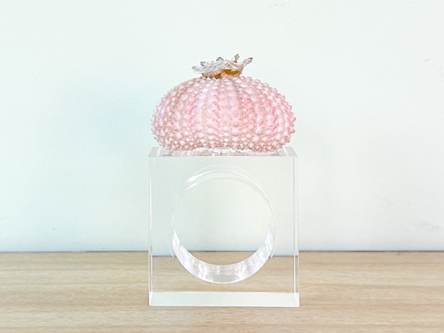 Pink Sea Urchin Lucite Napkin Ring