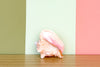 Old Florida Conch Shell