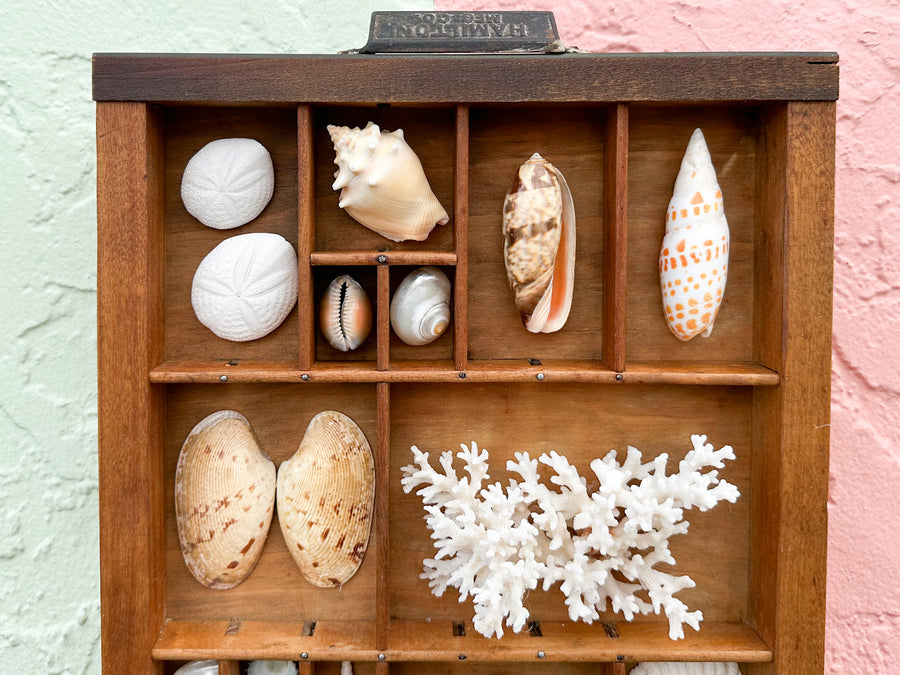 Petite Printers Tray Shell Display