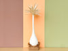 Cute Canvas Tabletop Palm Tree
