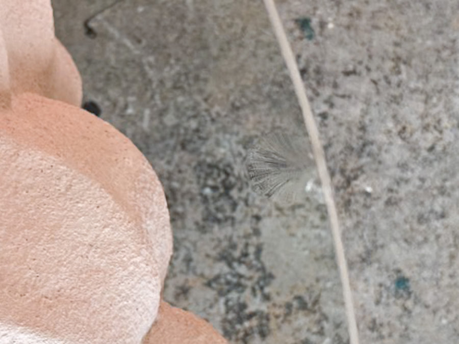 Plaster Conch Shell Coffee Table