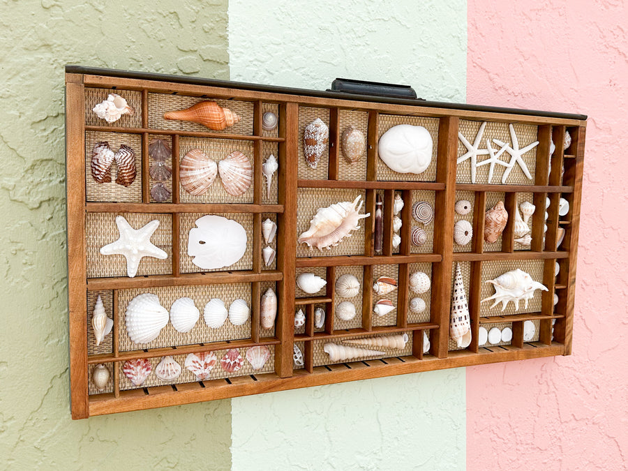 Seagrass Backed Printers Tray Shell Display