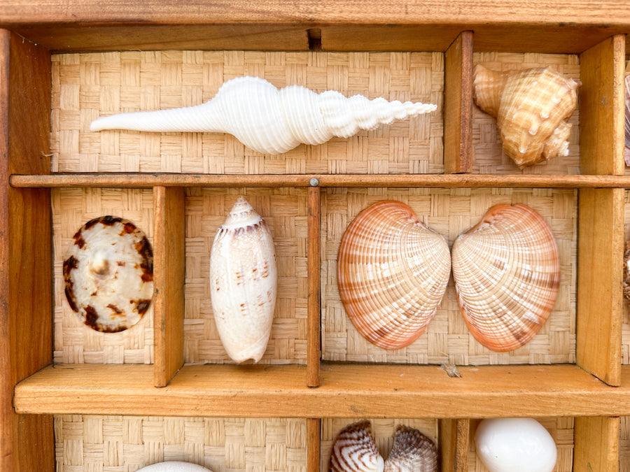Seagrass Backed Printers Tray Shell Display