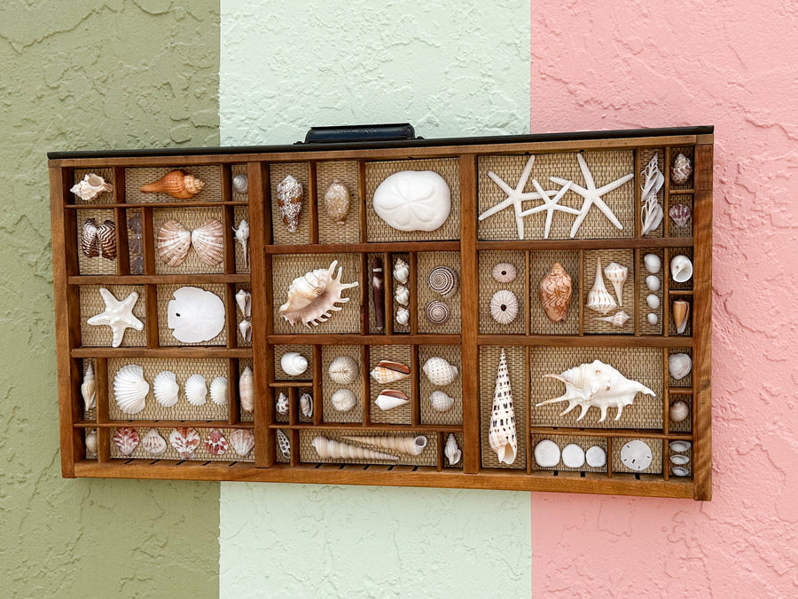 Seagrass Backed Printers Tray Shell Display