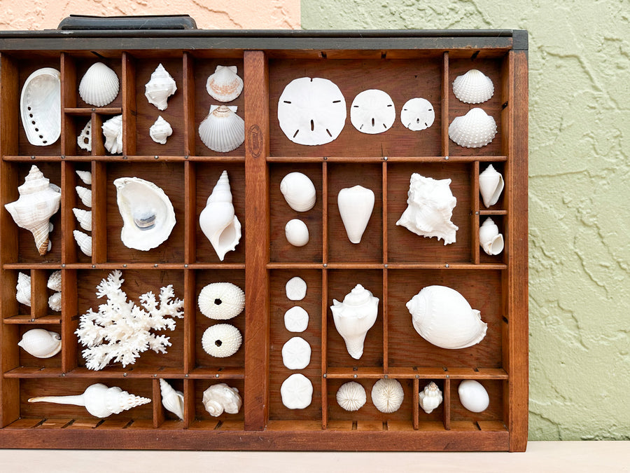 Printers Tray Shell Display