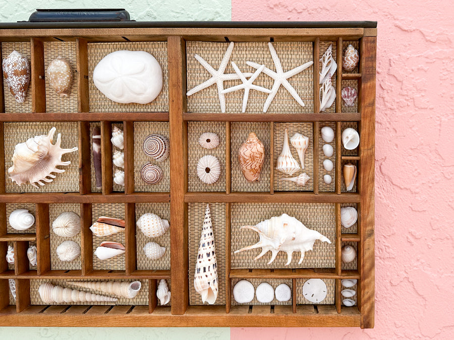 Seagrass Backed Printers Tray Shell Display