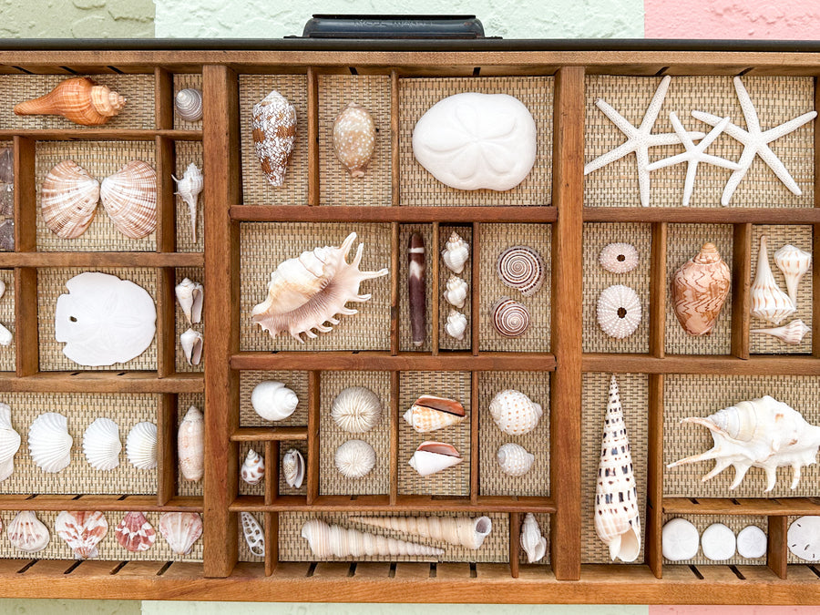 Seagrass Backed Printers Tray Shell Display