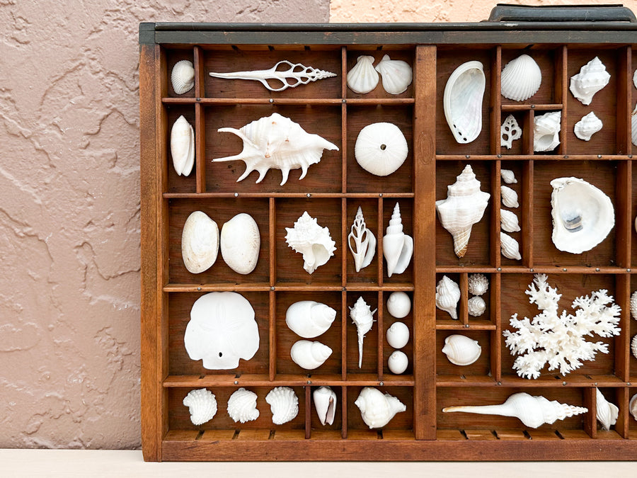Printers Tray Shell Display