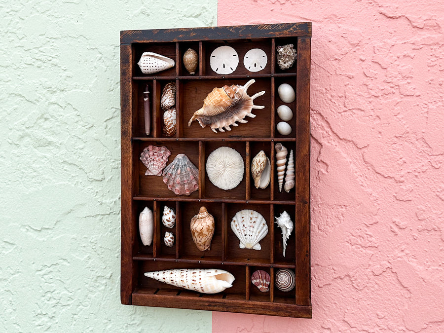 Petite Printers Tray Shell Display