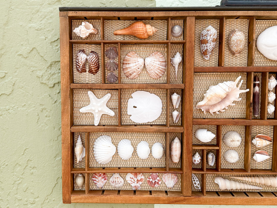 Seagrass Backed Printers Tray Shell Display