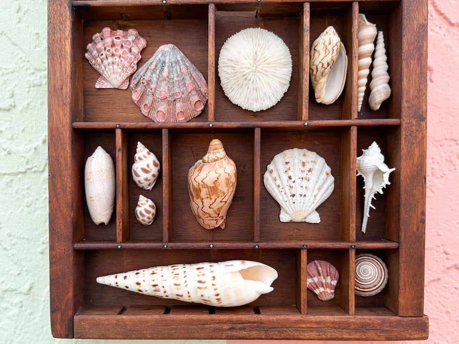 Petite Printers Tray Shell Display