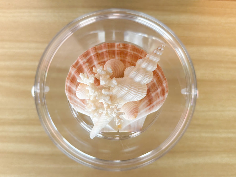 Coral and Clam Lucite Ice Bucket