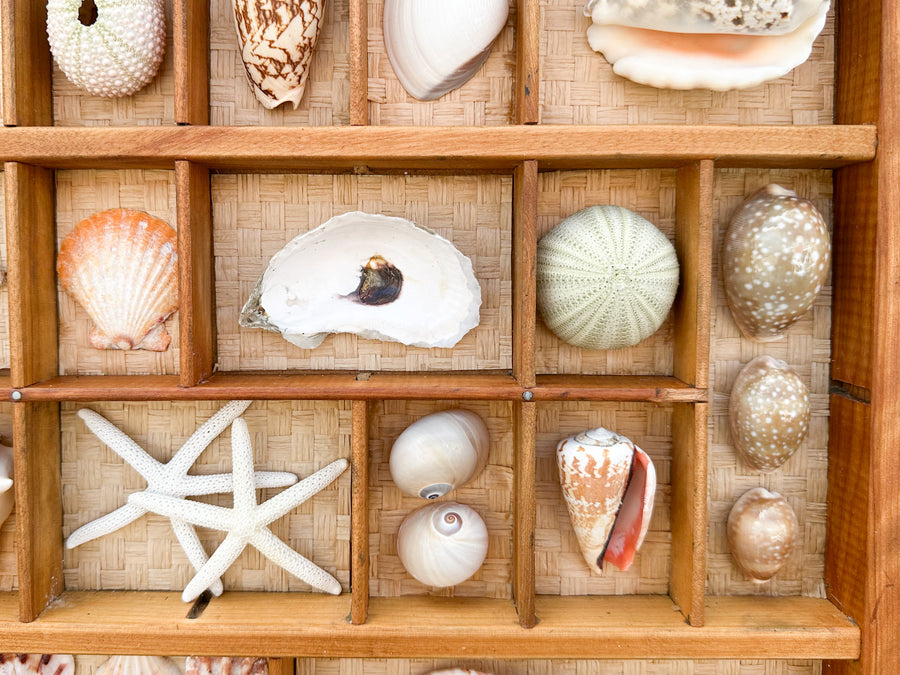 Seagrass Backed Printers Tray Shell Display