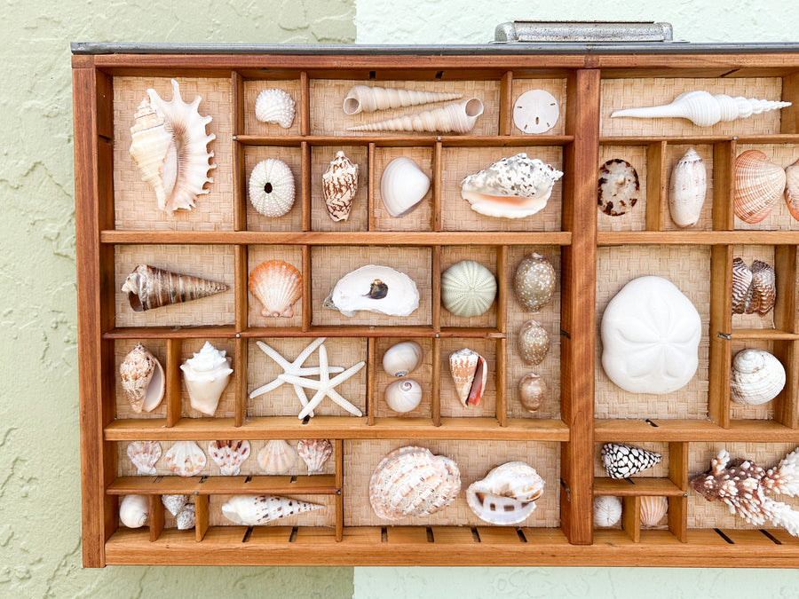 Seagrass Backed Printers Tray Shell Display