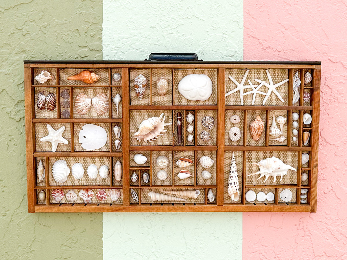 Seagrass Backed Printers Tray Shell Display
