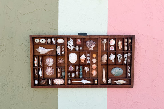 Large Printers Tray Shell Display