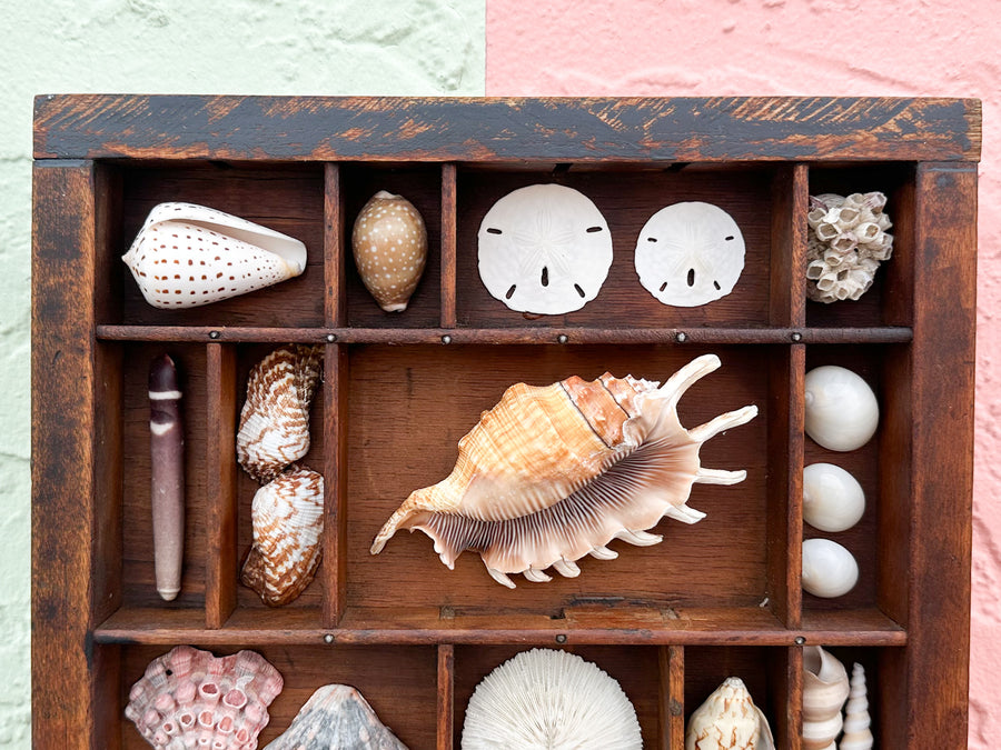 Petite Printers Tray Shell Display