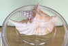 Rooster Conch Lucite Ice Bucket