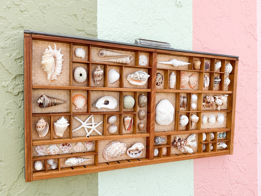 Seagrass Backed Printers Tray Shell Display