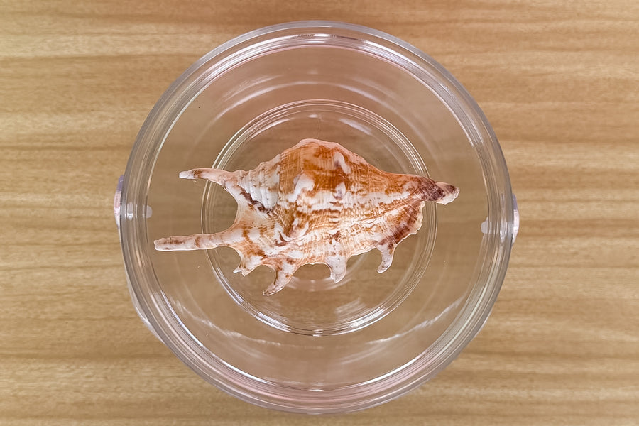 Brown Spider Shell Lucite Ice Bucket