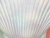 Pair of Pastel Shell Lamps