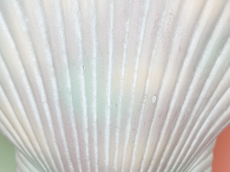 Pair of Pastel Shell Lamps