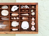 Petite Printers Tray Shell Display