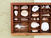 Petite Printers Tray Shell Display