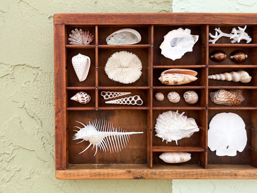 Petite Printers Tray Shell Display