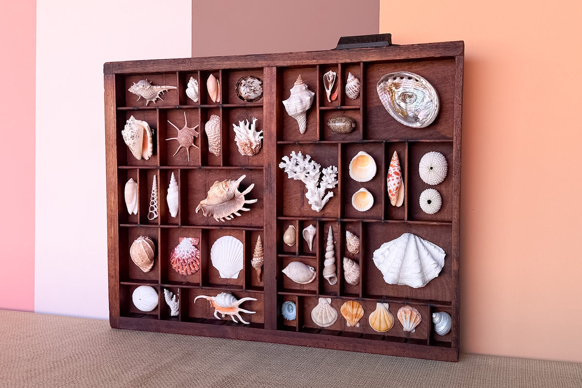 Medium Printers Tray Shell Display
