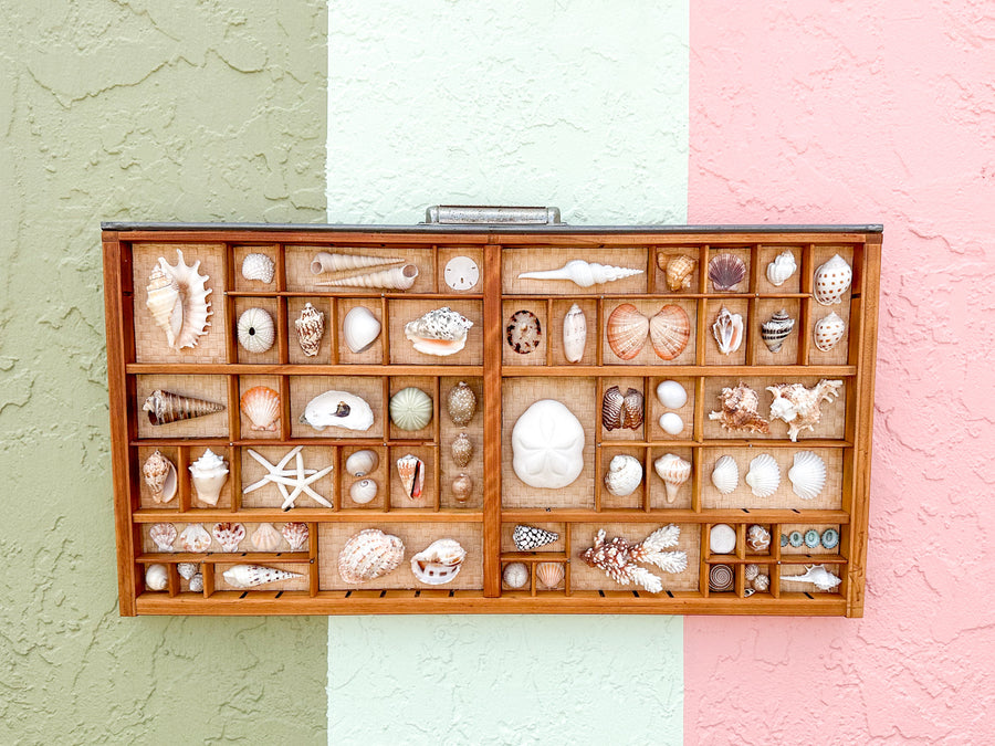 Seagrass Backed Printers Tray Shell Display
