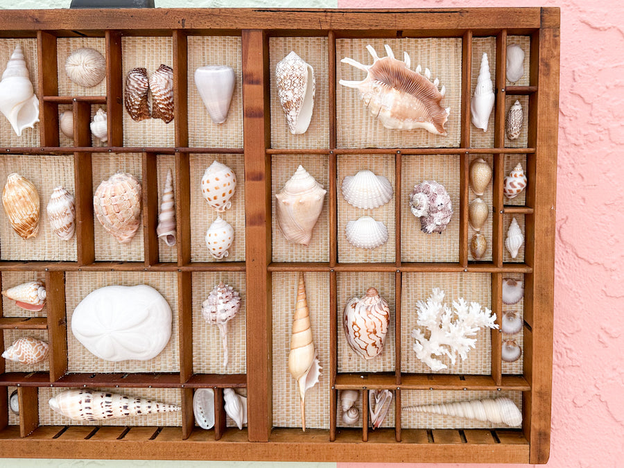 Seagrass Backed Printers Tray Shell Display