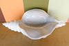 Large Italian Shell Cachepot