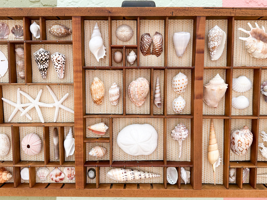 Seagrass Backed Printers Tray Shell Display