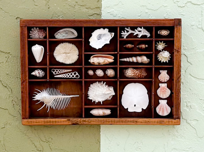 Petite Printers Tray Shell Display