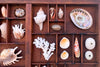 Medium Printers Tray Shell Display