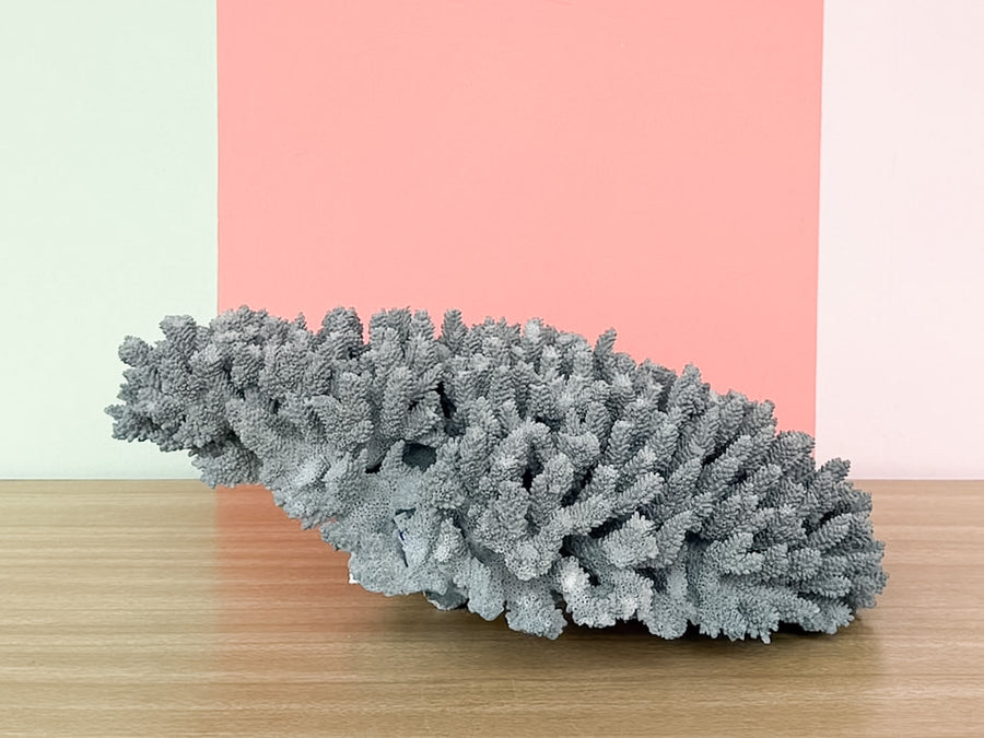 Natural Seafoam Coral