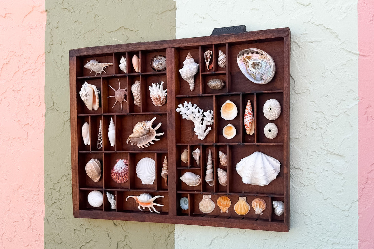 Medium Printers Tray Shell Display