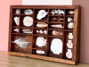 Petite Printers Tray Shell Display