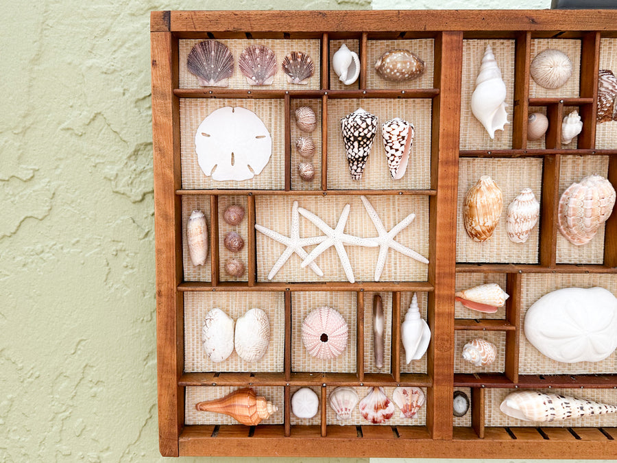 Seagrass Backed Printers Tray Shell Display