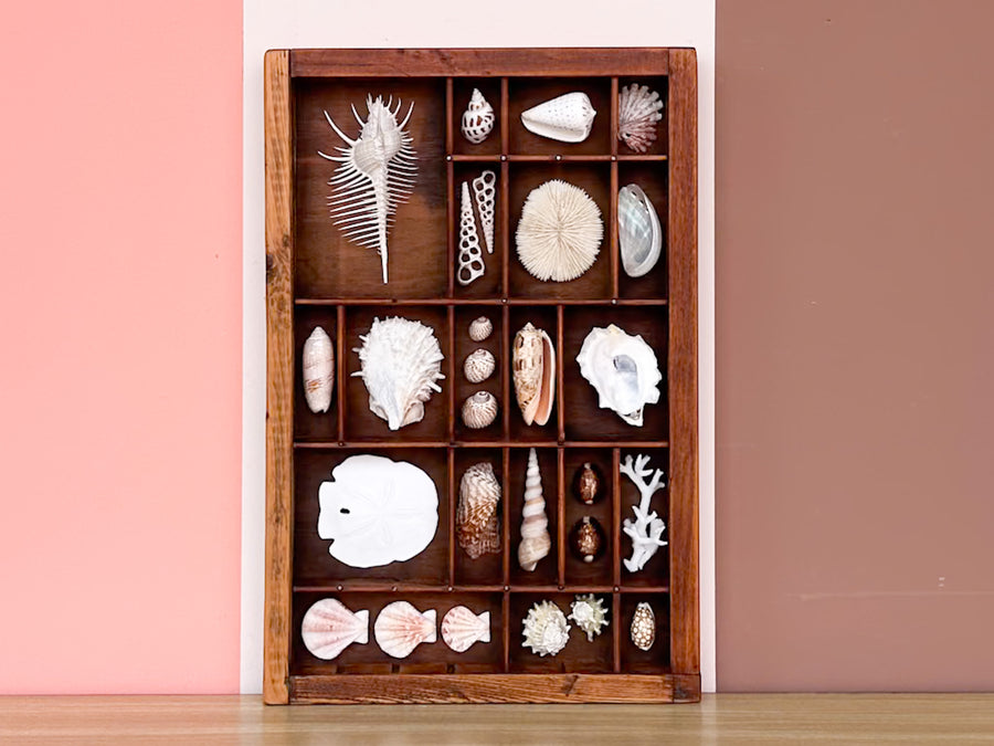 Petite Printers Tray Shell Display
