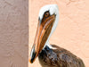 Old Florida Pelican by Townsends