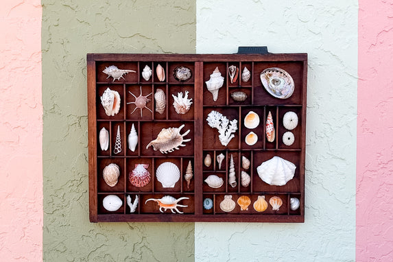 Medium Printers Tray Shell Display