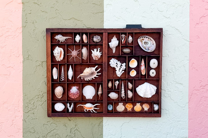 Medium Printers Tray Shell Display