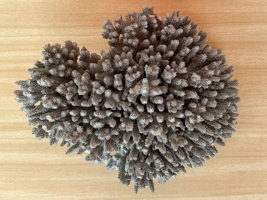 Natural Seafoam Coral