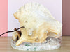 Old Florida Kitsch Shell Lamp