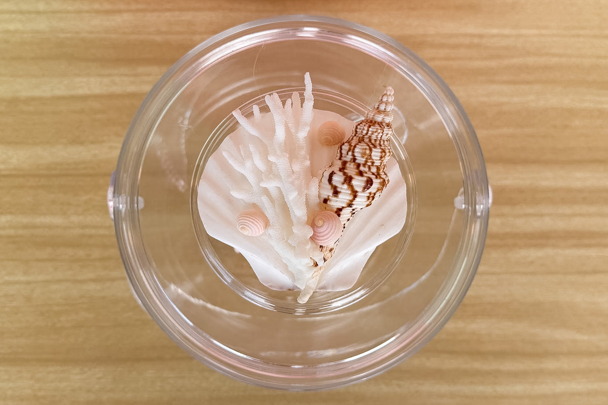 Clam Shell and Coral Lucite Ice Bucket