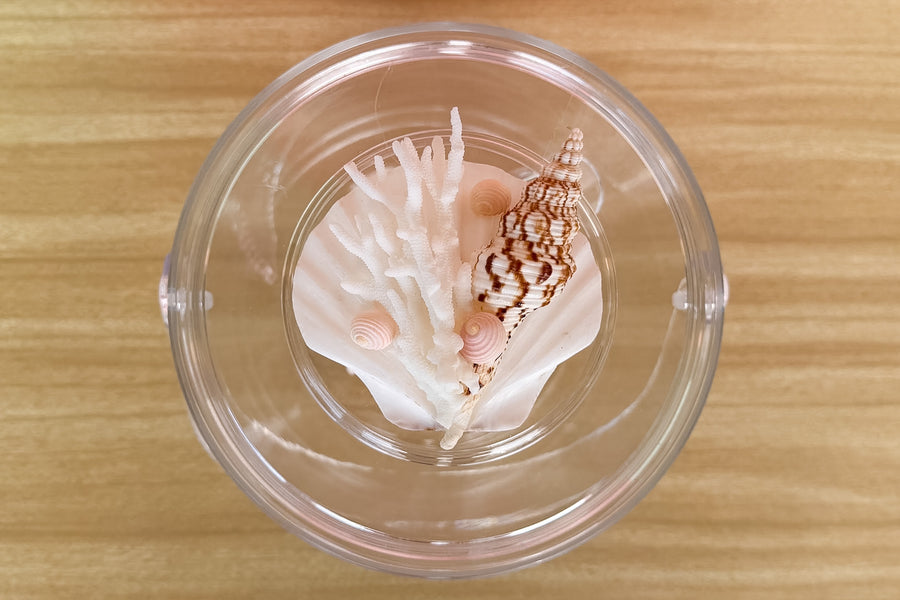 Clam Shell and Coral Lucite Ice Bucket