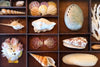 Petite Printers Tray Shell Display